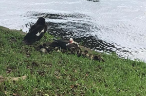 Some Fowl Play in Oakland Park: Are Ducks Being Poisoned?