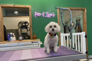 Pete and Izzie’s Social Club: A Spa-Like Retreat for your Best Friend