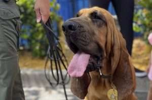 BSO Bloodhound Ryley Makes a Pawsitive Through Service